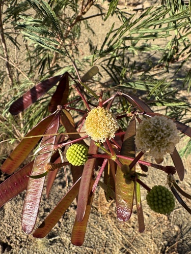White leadtree