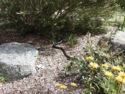 Red-bellied Black Snake sighting