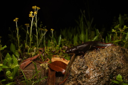 Blue-gray Fire-bellied Newt