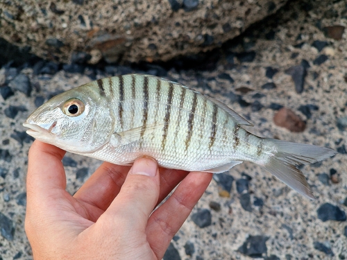 Lithognathus mormyrus