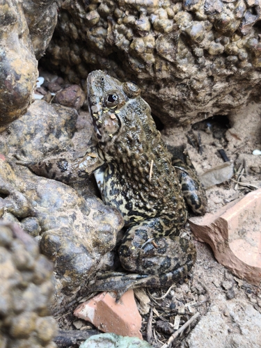 Crowned bullfrog
