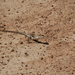 Wiegmann's Tree Lizard - Photo (c) Sebastián Horta, all rights reserved, uploaded by Sebastián Horta