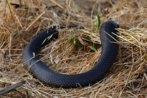 Blue-bellied Black Snake sighting