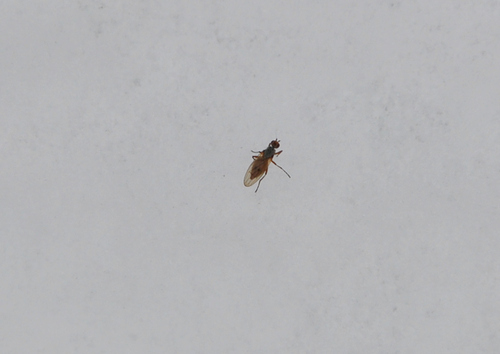 Scoliocentra nigrinervis