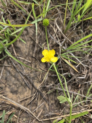 African buttercup