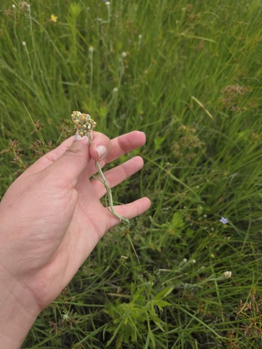 Jersey Cudweed