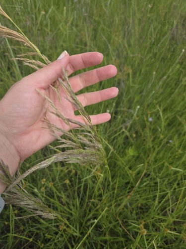 Broom Needle Grass