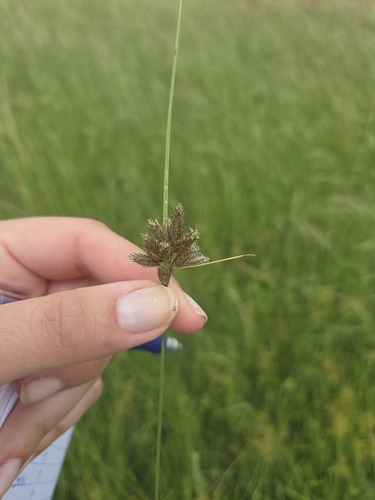 Fuirena pubescens