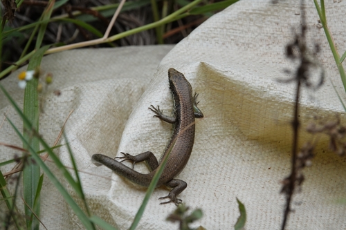 Longtail Mabuya