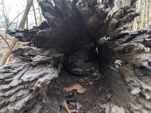 Coastal Carpet Python sighting