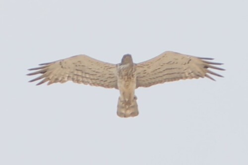 Short-toed Snake-Eagle