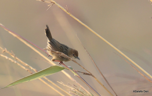 Cisticola tinniens perpullus