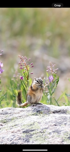 Least Chipmunk observed by rachael140