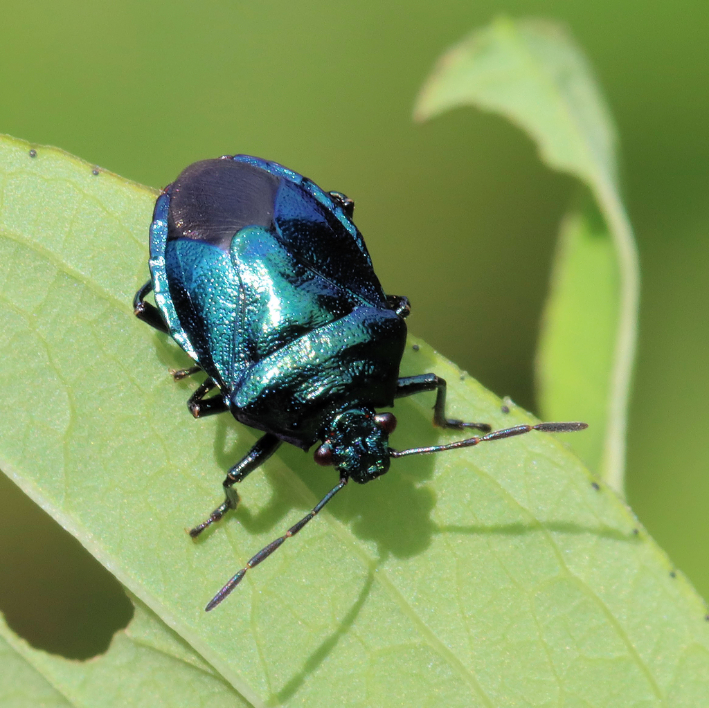 Blue Shield Bug from Saint-Dié-des-Vosges, Grand Est, France on July 27 ...