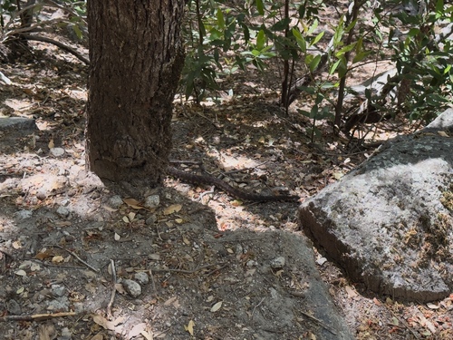 iNaturalist observation photo of Northern Pacific Rattlesnake