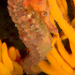 Observation photo