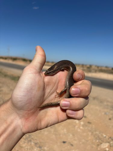 Ocellated Bronze Skink