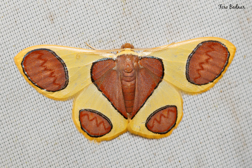 Plutodes flavescens