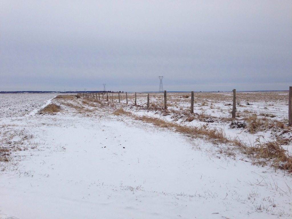 Red-tailed Hawk from 81–89 High Marsh Rd, Sackville, NB, CA on January ...