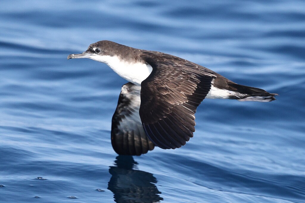 Galapagos Shearwater (Puffinus subalaris) photo