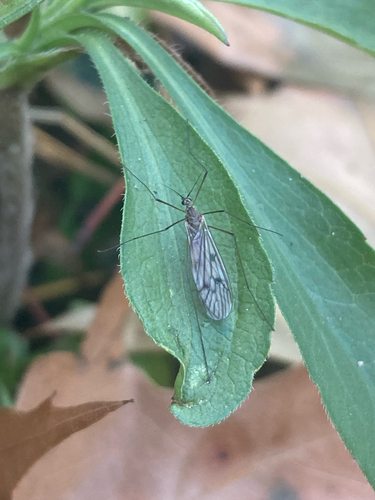 Unknown species found near Haywood St, Asheville, NC, US
