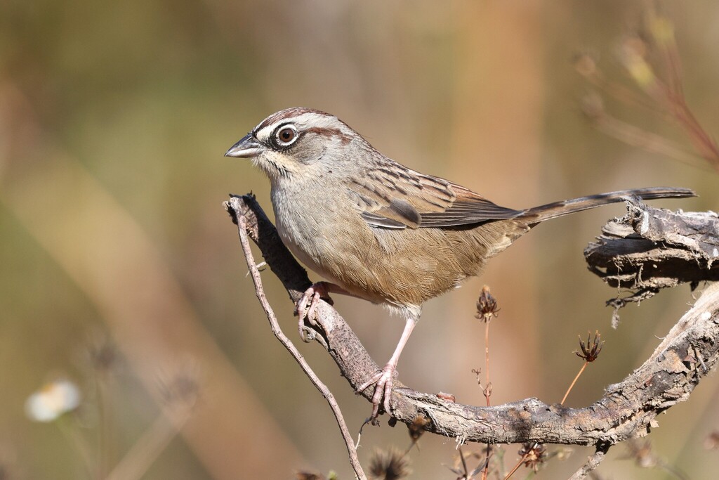 Oaxaca Sparrow (Aimophila notosticta) photo