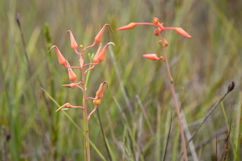 Pitcairnia juncoides