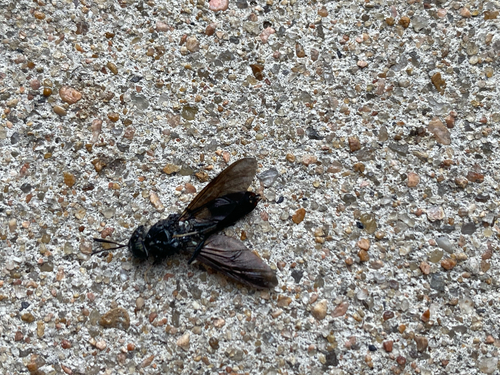 Unknown species found near Travis County, US-TX, US