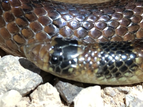Eastern Shovel-nosed Snake sighting