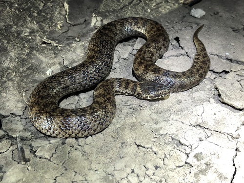 De Vis' Banded Snake sighting