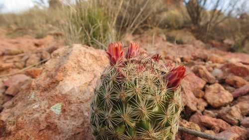 Cob Corycactus