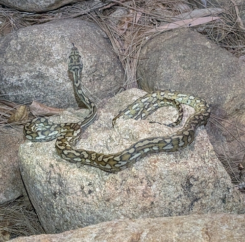 Coastal Carpet Python sighting