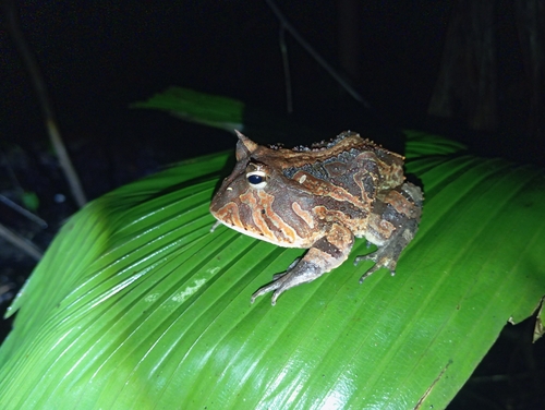 Amazonian Horned Frog