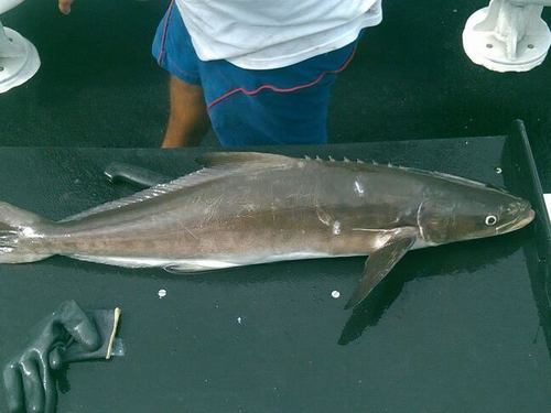 Cobia