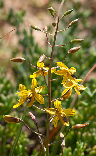 Tecophilaeaceae
