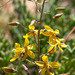 Tecophilaeaceae - Photo (c) Tig, כל הזכויות שמורות