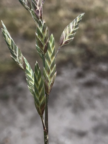 Bromus brevis Steud.