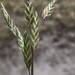 Pampas Brome - Photo (c) Matthew Baker, all rights reserved, uploaded by Matthew Baker