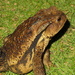 Western Japanese Common Toad - Photo (c) 栗山奉文, all rights reserved, uploaded by 栗山奉文