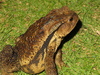 Western Japanese Common Toad - Photo (c) 栗山奉文, all rights reserved, uploaded by 栗山奉文