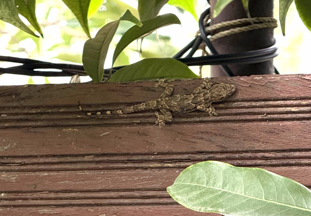 Bark Gecko in December 2025 by Aparna · iNaturalist