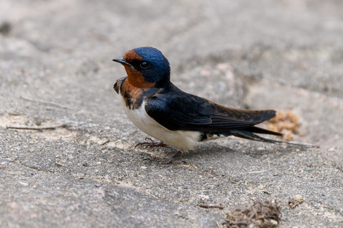 Barn Swallow
