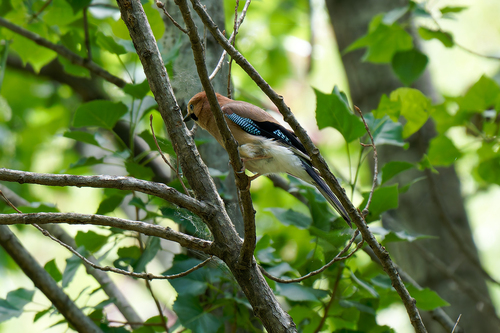 Eurasian Jay
