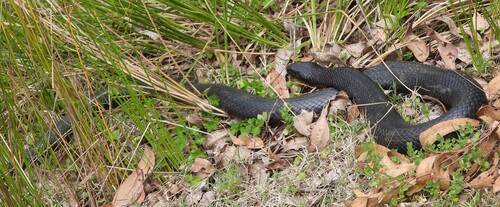 Red-bellied Black Snake sighting