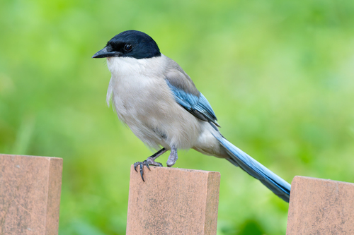 Azure-winged Magpie