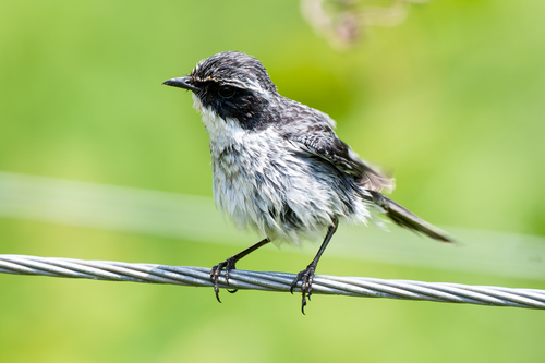 Grey Bushchat