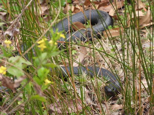 Red-bellied Black Snake sighting