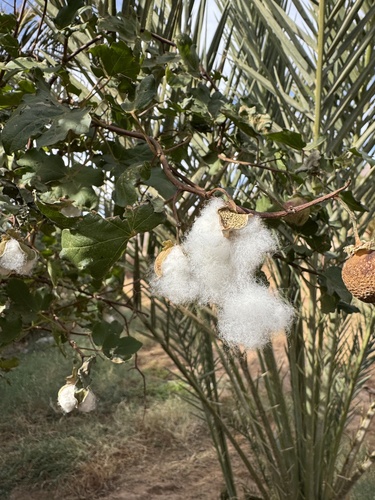 Levant Cotton
