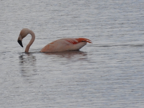 Chilean Flamingo