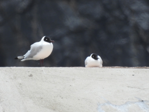 Andean Gull